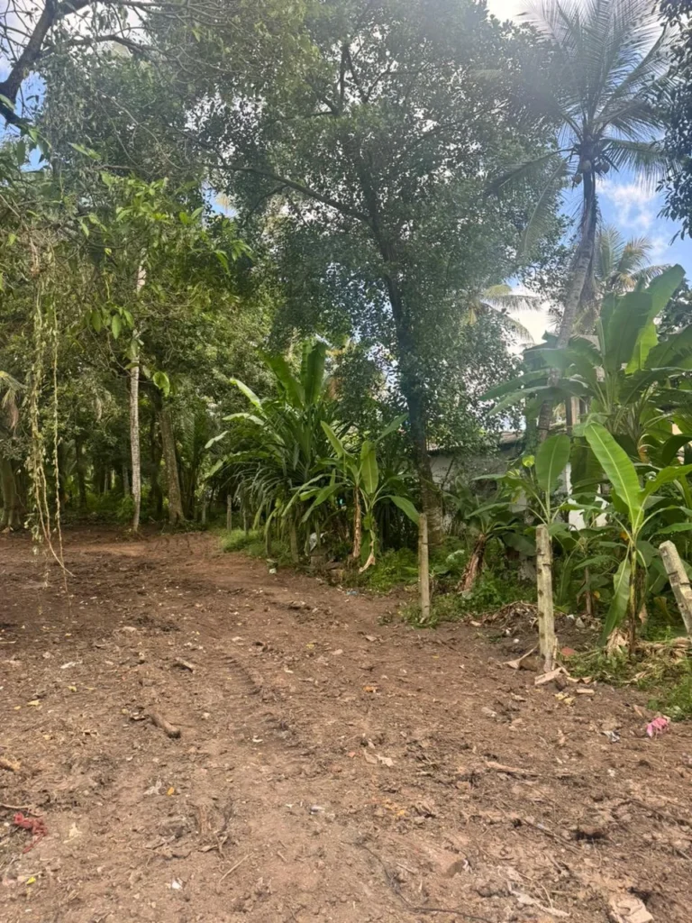 Actual vegetated site photographed before construction for a four-unit mini apartment design in the Piliyandala area